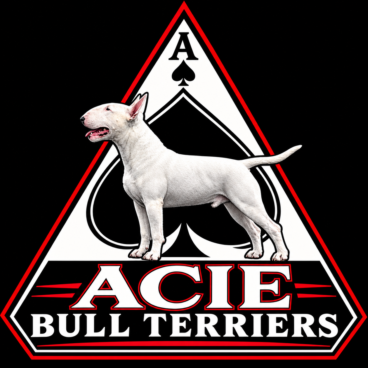 acie Bull Terriers